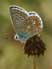 Icarusblauwtje 3 - Polyommatus icarus